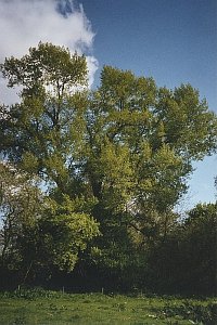 Black poplar