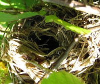 Dormouse nest in hazel shrub