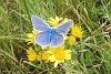 Common blue butterfly on flower
