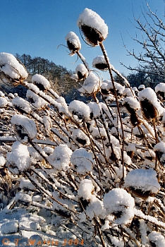 Snow-coverd teasels