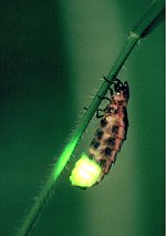 Glow-worm female glowing