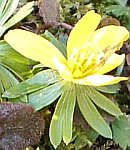 Winter aconite flower