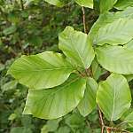 Beech leaves