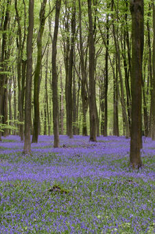 A Bluebell wood