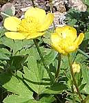 Creeping buttercup flower