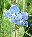 Speedwell flower