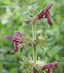 Hedge woundwort flower