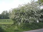 Hawthorn hedgerow in bloom