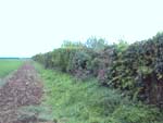 Field hedgerow