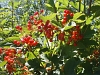 Guelder rose shrub with red fruit