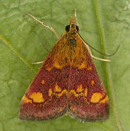 Pyrausta aurata - wings closed