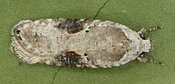 Agonopterix  alstromeriana moth