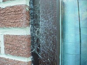 Spider web in window