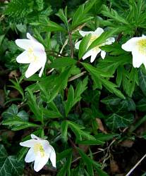 Wood Anemone