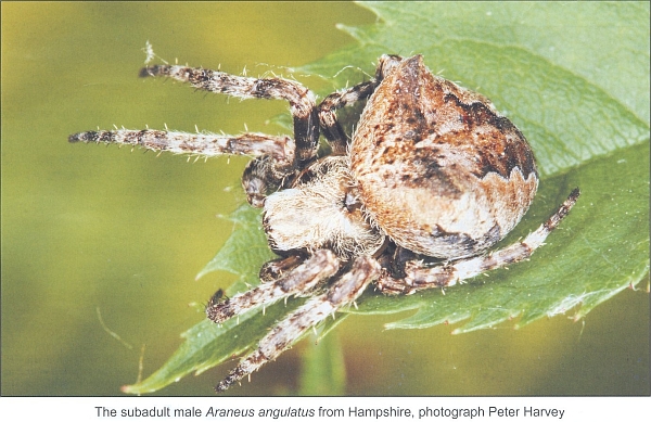 Araneus angulatus