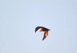 Seychelles Fruit Bat