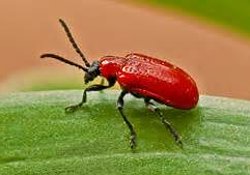 Lilly Beetle
