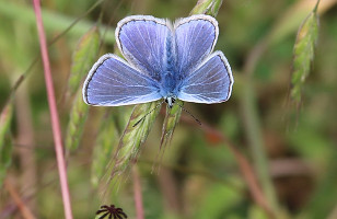 Common Blue, wings open