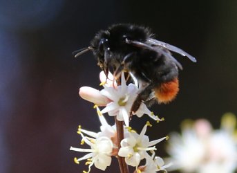 Red-tailed Bumble-bee