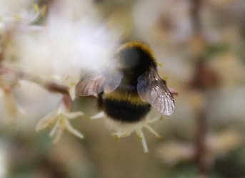 White-tailed Bumble-bee