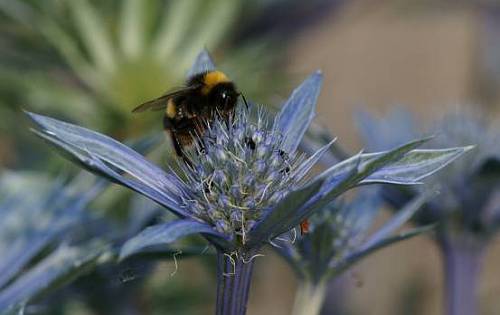 White-taile Bumble-bee