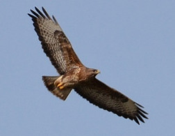 Buzzard