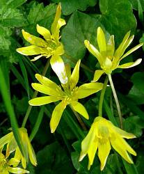 Lesser Celandine