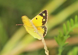 Clouded Yellow in flight