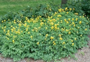 Yellow Corydalis