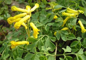 Yellow Corydalis