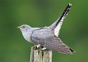Cuckoo on perch