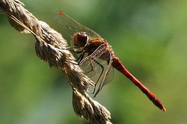 Common Darter