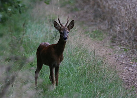 Roe Deer