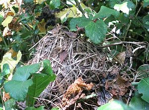 Dormouse nest