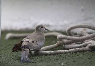 Namaqua dove