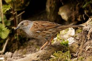 Dunnock