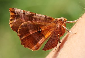 Realy Thorn moth