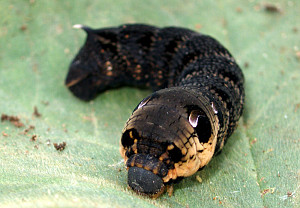 Elephant Hawk-moth caterpillar