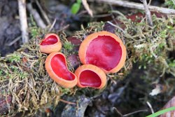 Scarlet Elf Cup