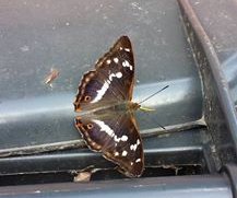 Large Tortoiseshell