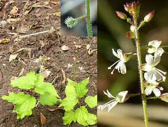 Enchanter's Nightshade, close up