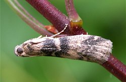 Euzophora pinguis moth