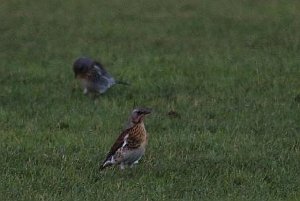 Fieldfare