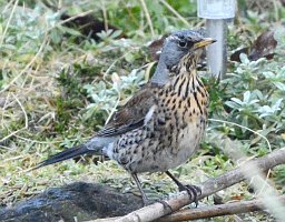 Fieldfare