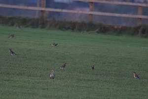 Fieldfare