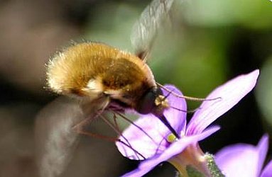 Large Bee-fly, Bombylius major
