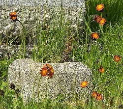 Fox-and-Cubs