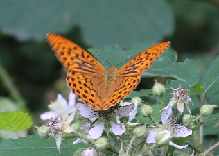 Silver-washed Fritillary