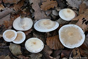 Frosty Funnel