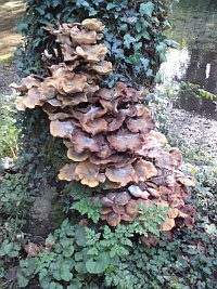 Fungi on tree trunk